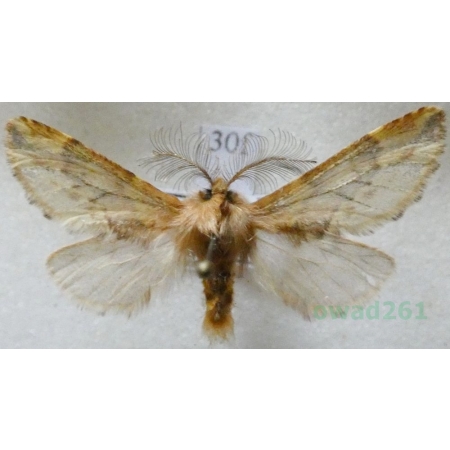 Ptilophora plumigera (Denis & Schiffermüller, 1775) male Opusznica piórówka Czech30f